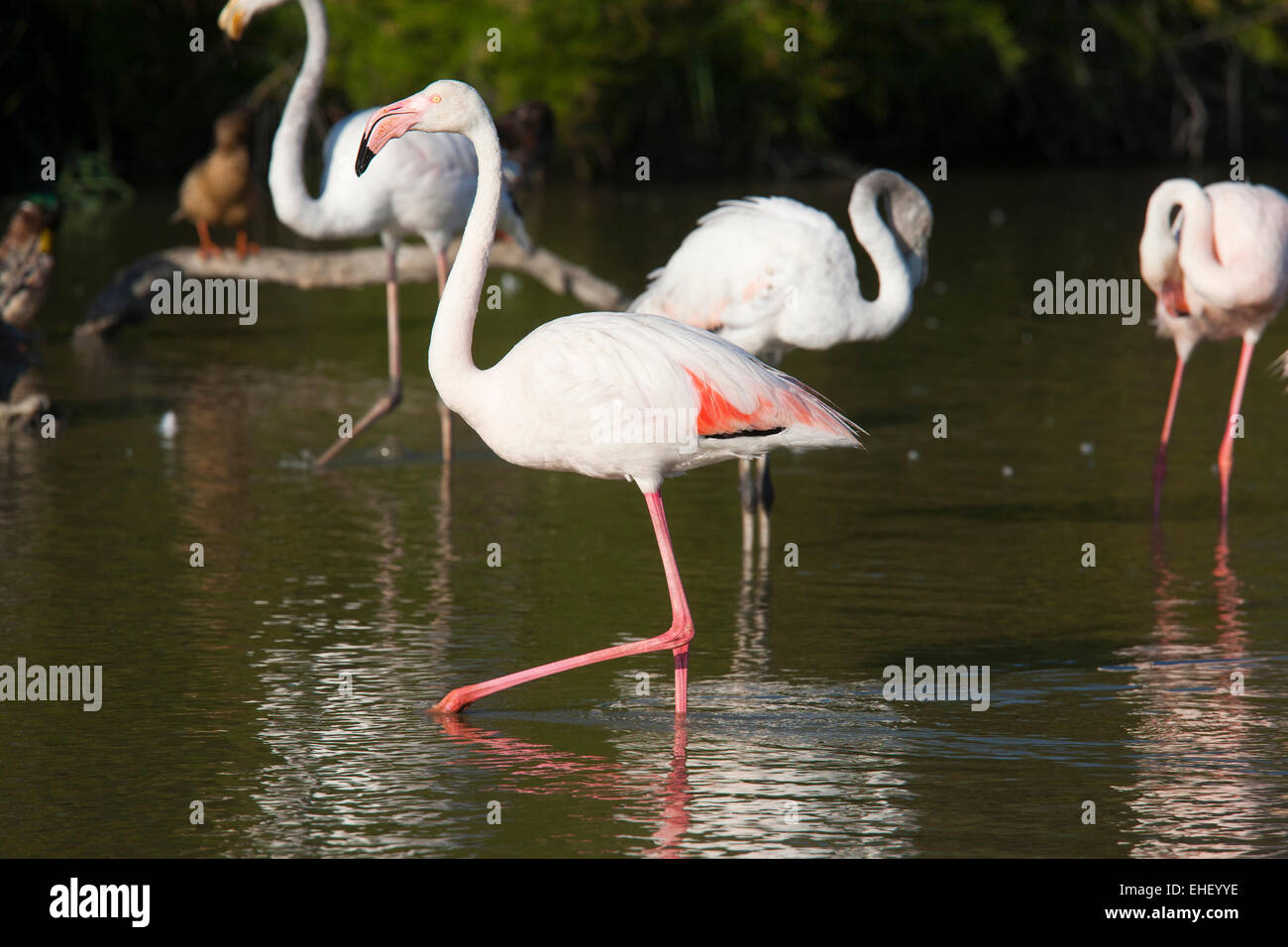 flamingos, ornithological park, pont de gau, camargue, provence, france, europe Stock Photo