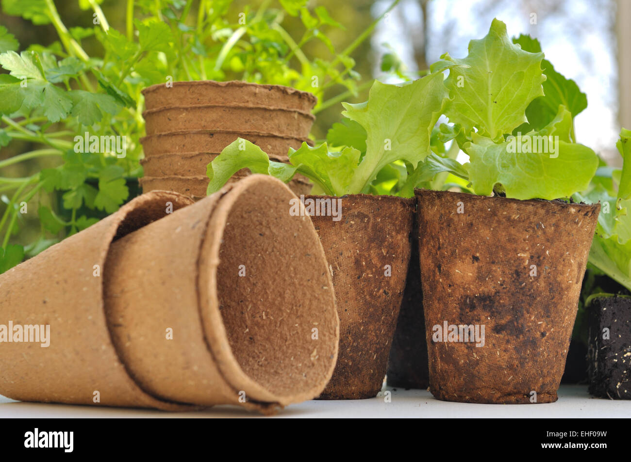 seedling lettuce in biodegradable pots on white table Stock Photo