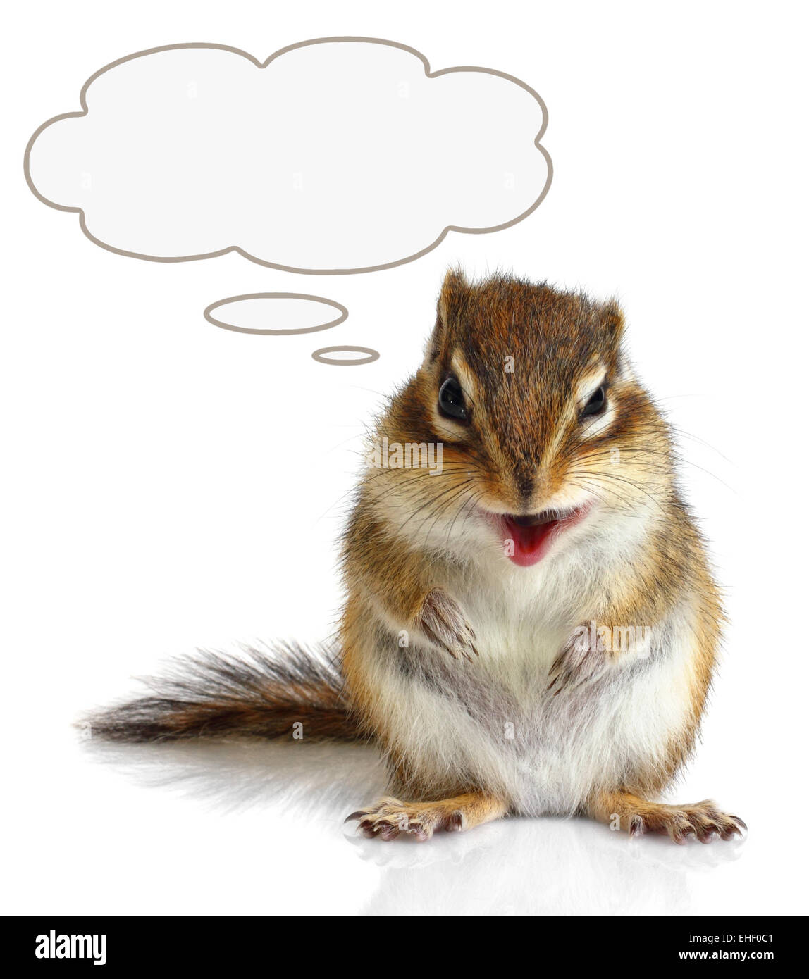 Chipmunk communication hi-res stock photography and images - Alamy