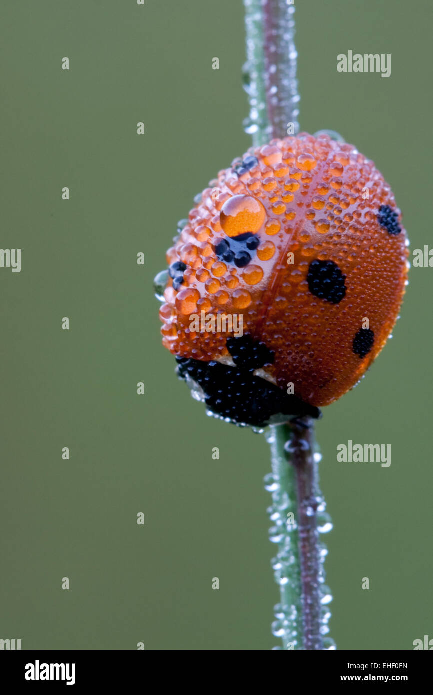 Seven-spot Ladybug Stock Photo - Alamy