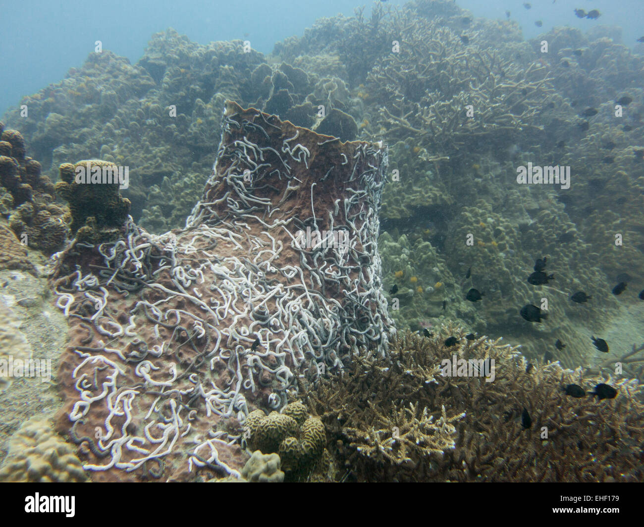 Barrel Sponge, White Rock, Koh Tao, Thailand Stock Photo