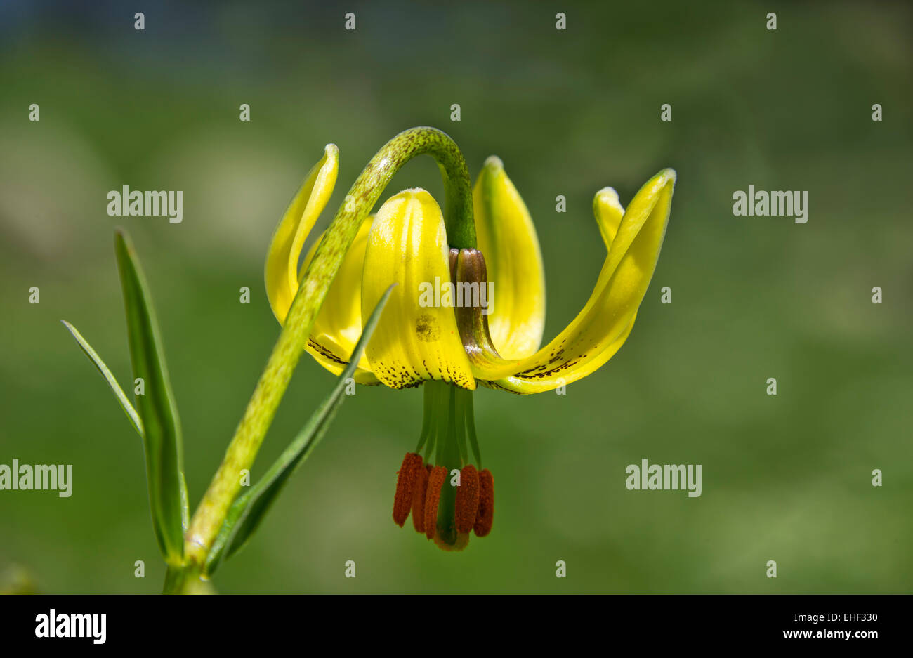 endemische Pyrenäen-Lilie (Lilium pyrenaicum) Stock Photo