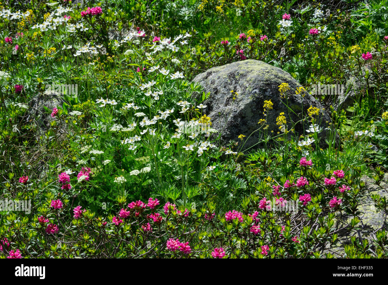 Hairy Alpenrose (Rhododendron hirsutum), Catalonia, Spain Stock Photo