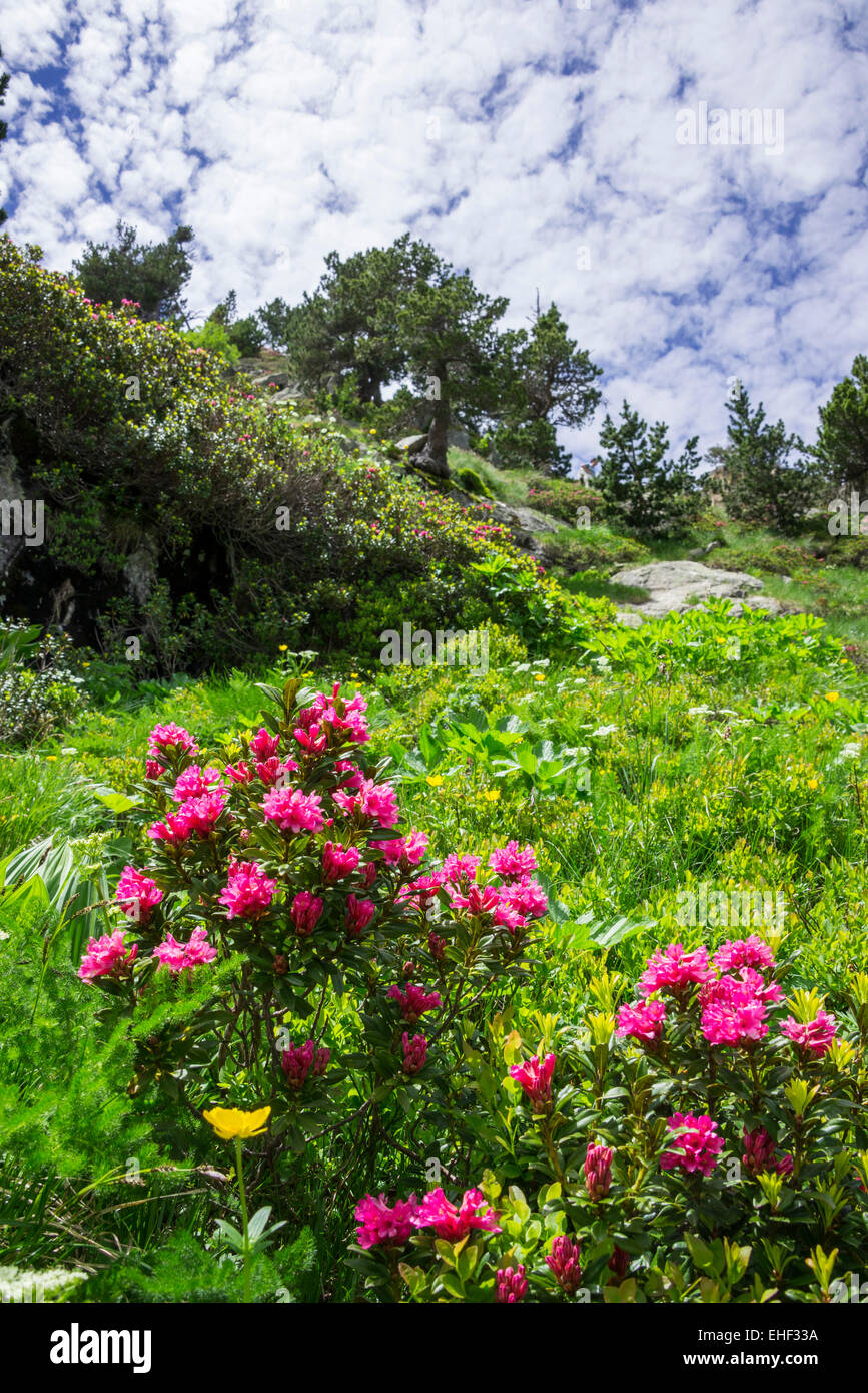 Hairy Alpenrose (Rhododendron hirsutum), La Val d'Aran, Catalonia, Spain Stock Photo