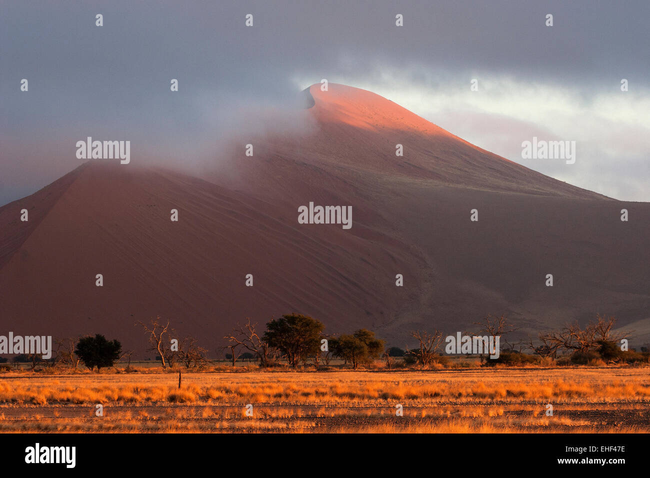 Sand dunes, low clouds, Camel thorn trees (Vachellia erioloba) at the front, morning light, Sossusvlei, Namib Desert Stock Photo