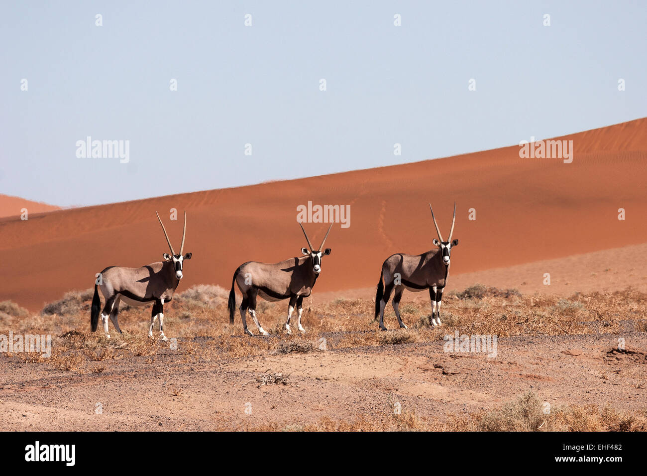 Gemsboks or Gemsbucks (Oryx gazella) in the Hiddenvlei, Sossusvlei, Namib Desert, Namib-Naukluft National Park, Namibia Stock Photo