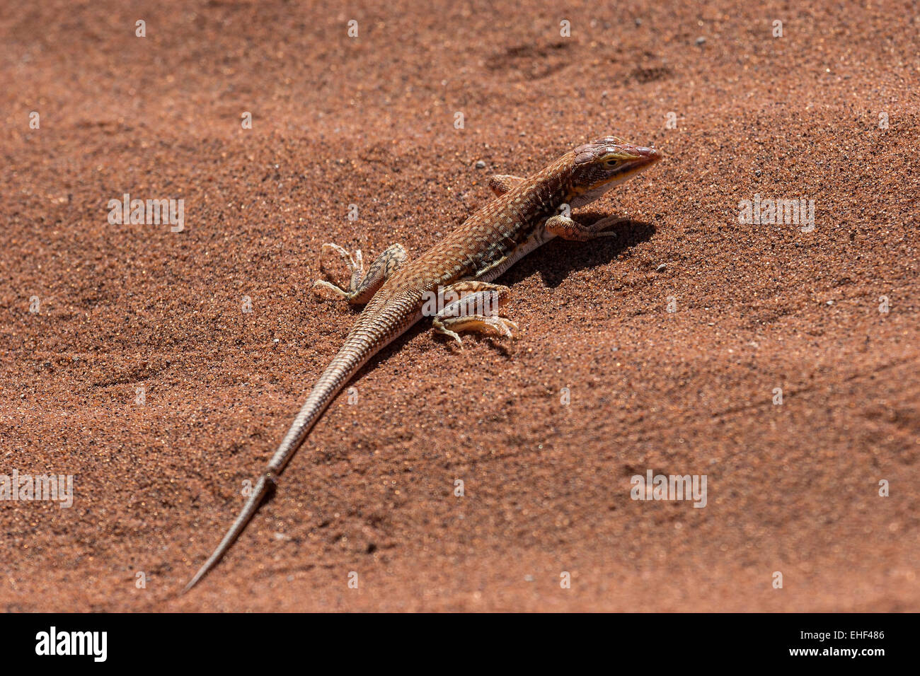 Sand lizard (Aporosaura anchietae), Sossusvlei, Namib Desert, Namib-Naukluft National Park, Namibia Stock Photo