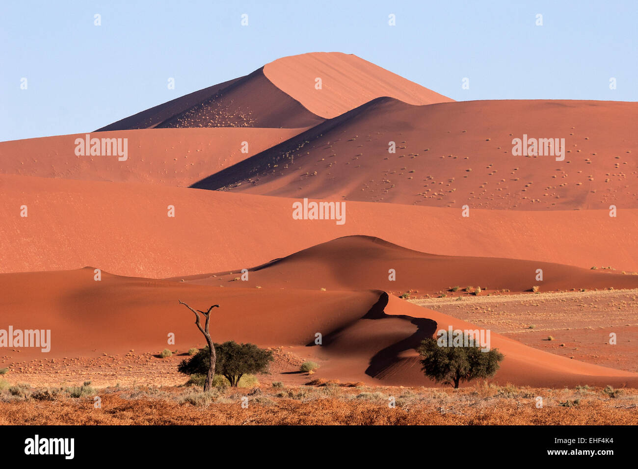 Sand dunes, Camel thorn trees (Vachellia erioloba) at the front, Sossusvlei, Namib Desert, Namib-Naukluft National Park, Namibia Stock Photo