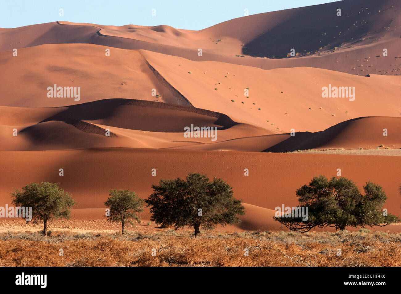Sand dunes, Camel thorn trees (Vachellia erioloba) at the front, Sossusvlei, Namib Desert, Namib-Naukluft National Park, Namibia Stock Photo