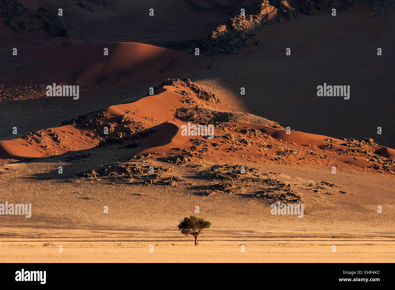 Sand dunes, a Camel thorn tree (Vachellia erioloba) at the front, evening light, Sossusvlei, Namib Desert Stock Photo