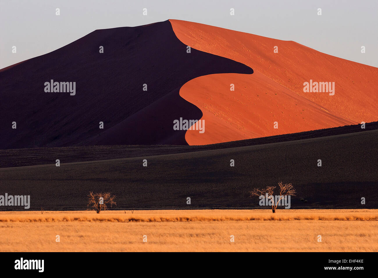 Sand dunes, Camel thorn trees (Vachellia erioloba) at the front, evening light, Sossusvlei, Namib Desert Stock Photo