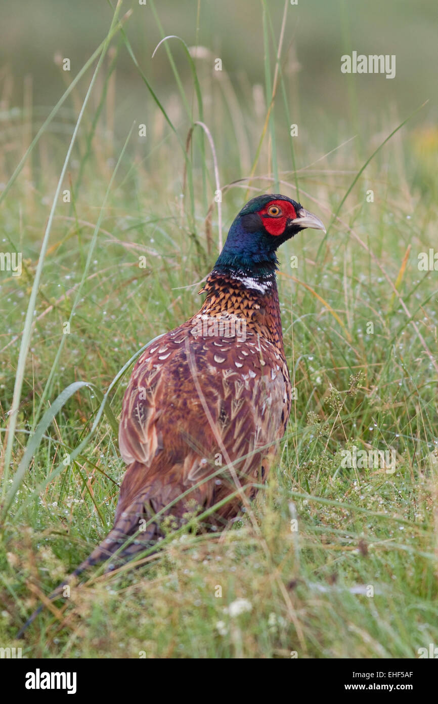 pheasant Stock Photo