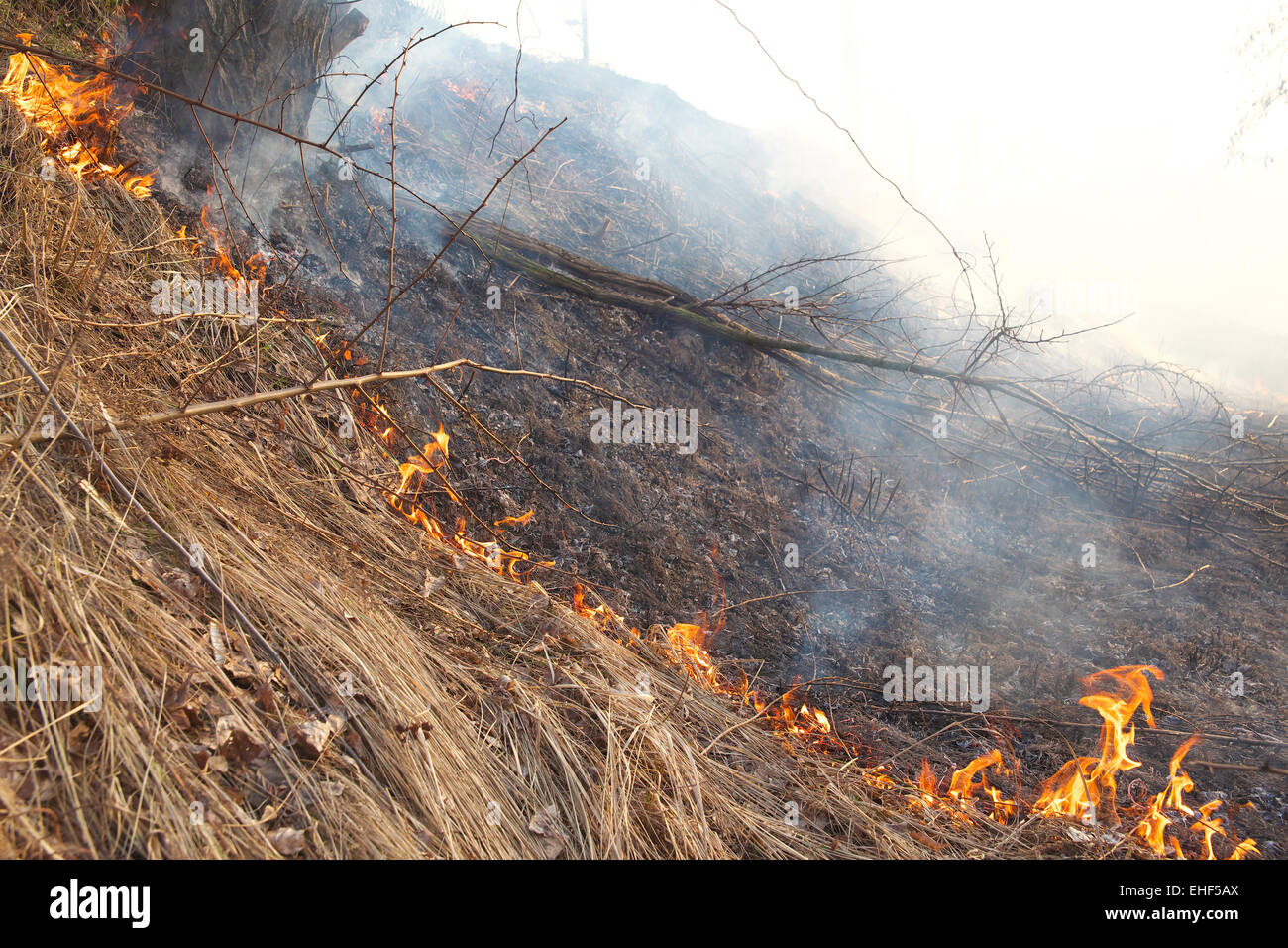 Forest fires grass and bushes burning on the hill Stock Photo Alamy