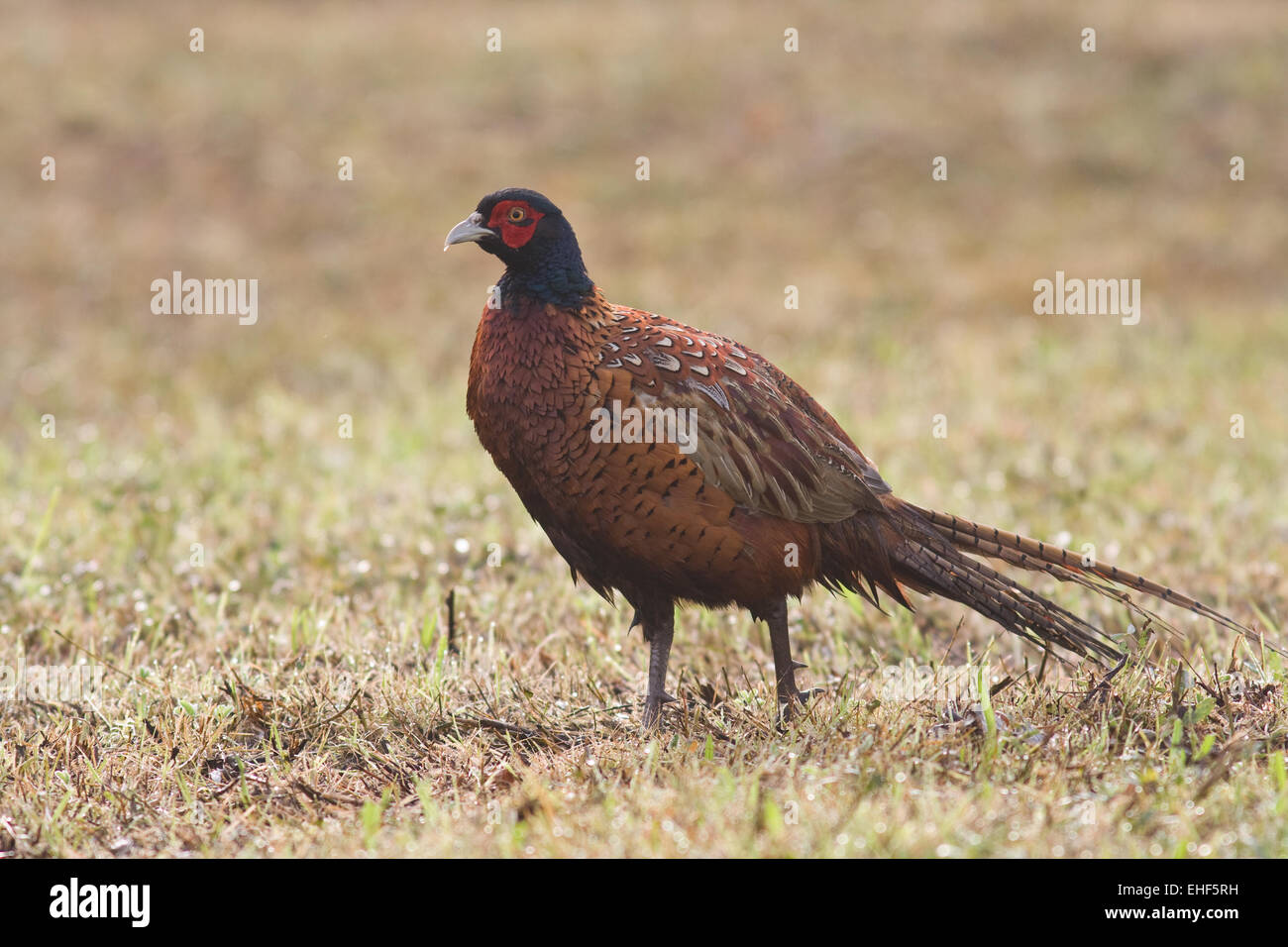 pheasant Stock Photo