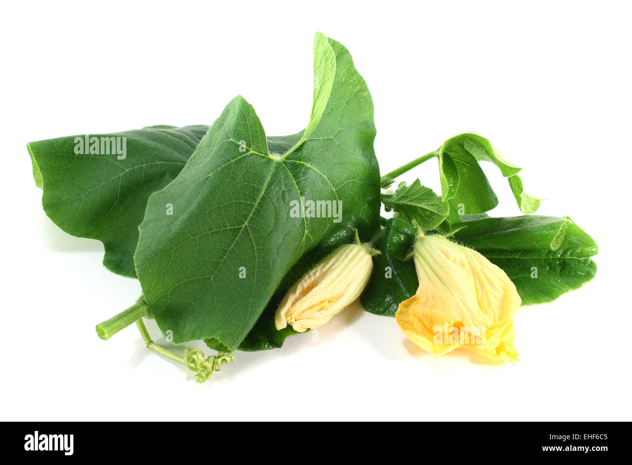 squash blossom with leaves Stock Photo Alamy