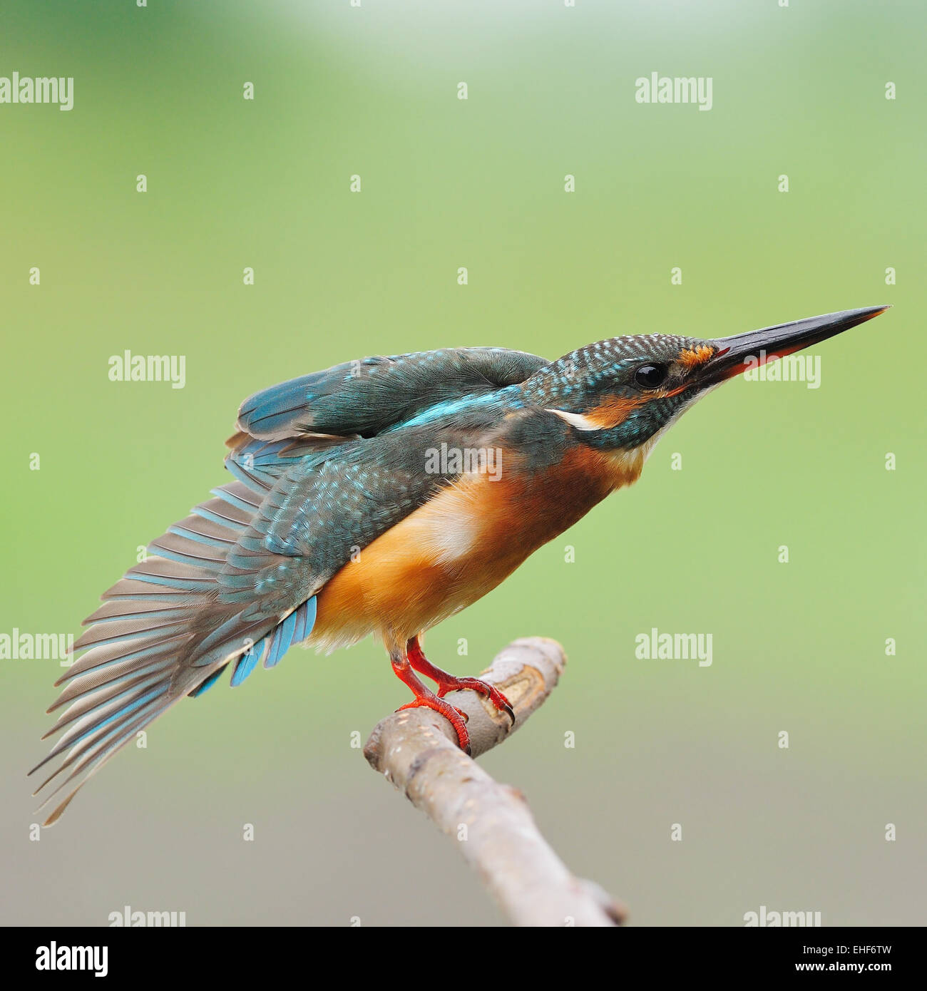 Colorful Kingfisher bird, female Common Kingfisher (Alcedo athis), standing on a branch Stock Photo