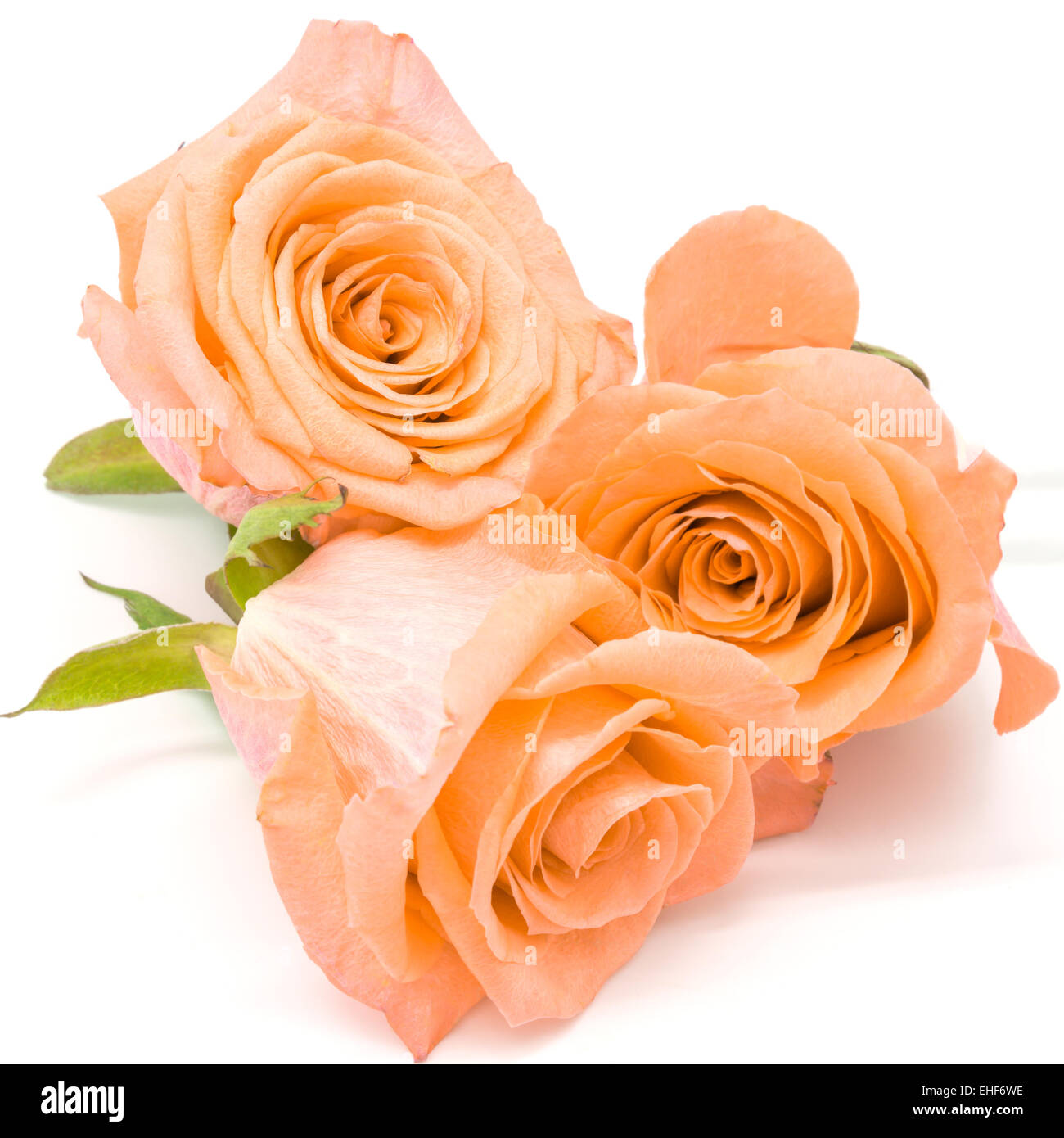Beautiful orange rose flower, isolated on white background Stock Photo