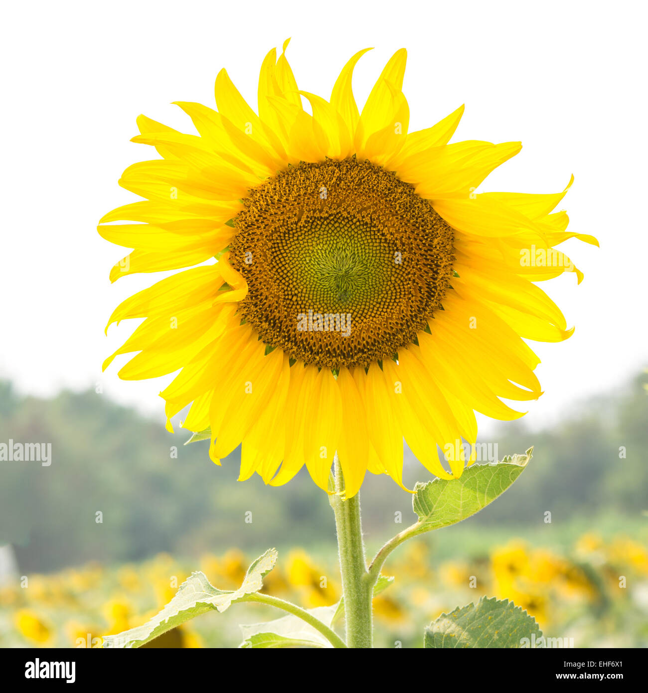 Beautiful yellow flower, Sunflower in field plantation Stock Photo - Alamy