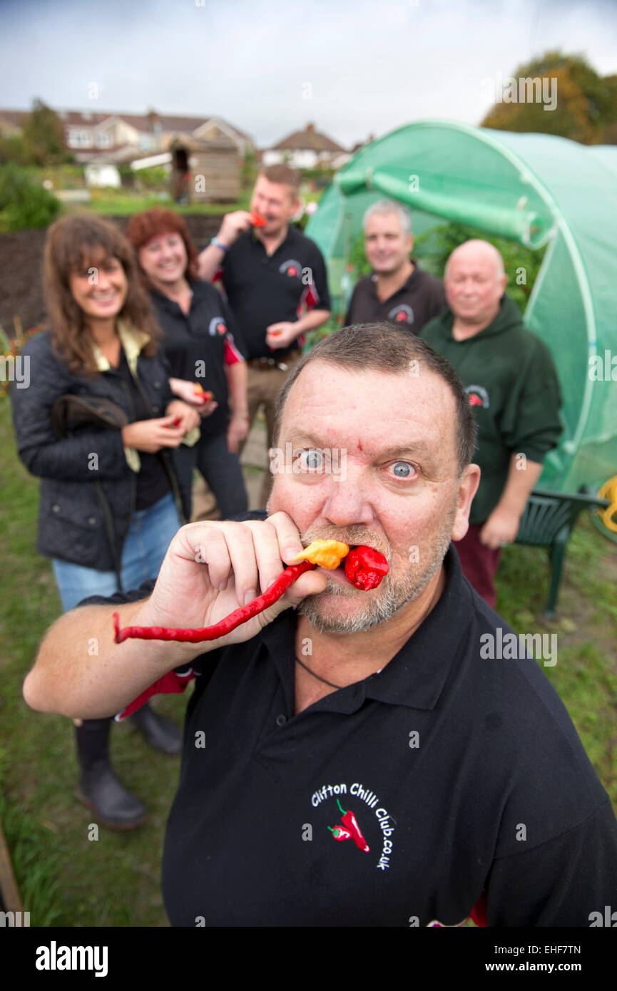 Members of the Clifton Chilli Club from Bristol meeting at the Dovercourt Allotments UK - Dave MacDonald samples raw chillis Stock Photo