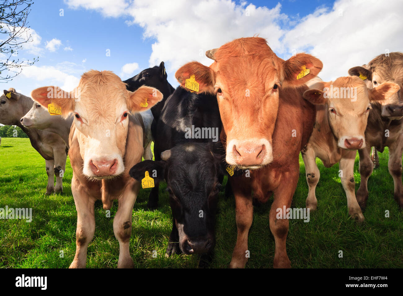 Very curious cow, on green pasture farmland, in rural North Yorkshire, England. On 28th May 2005 Stock Photo