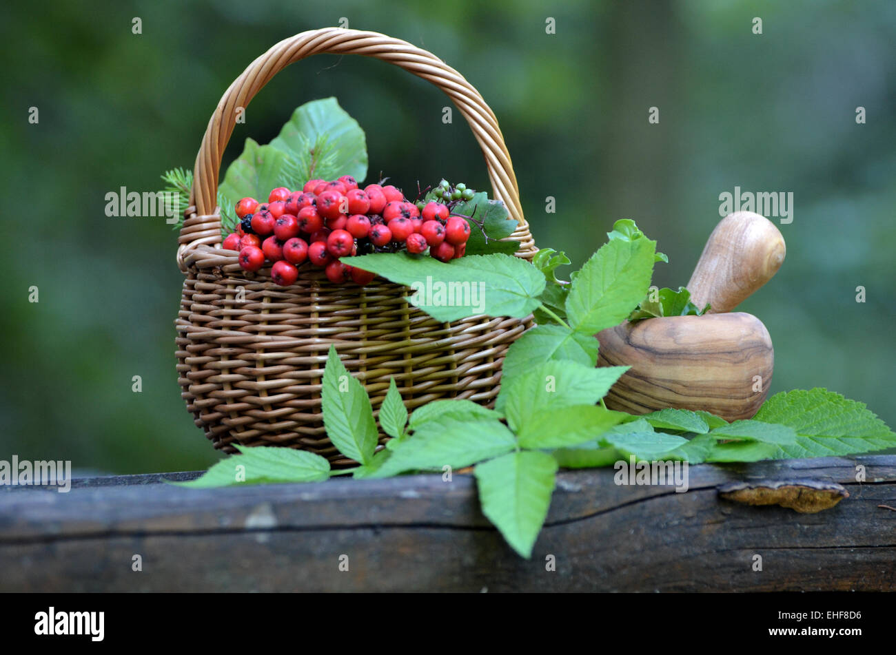 Romantic picnic in the woods Stock Photo
