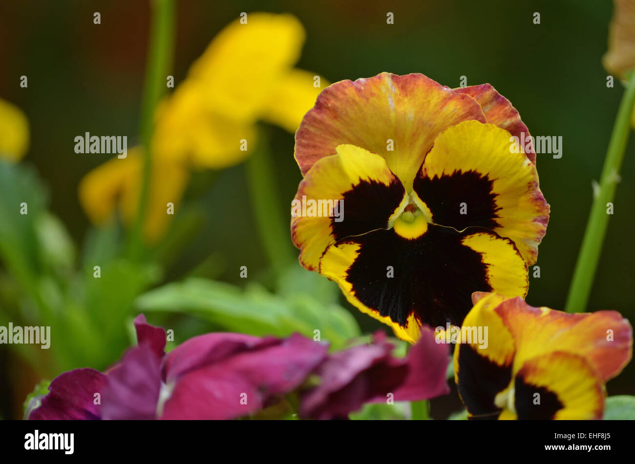 Yellow Pansy flower in botanical garden at Ooty,Tamilnadu,India Stock Photo