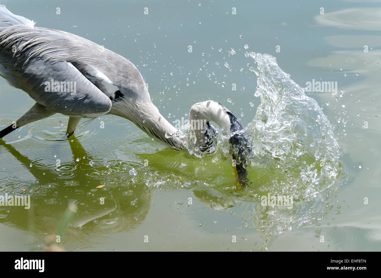 gray heron hunting in a pond in Brazil Stock Photo