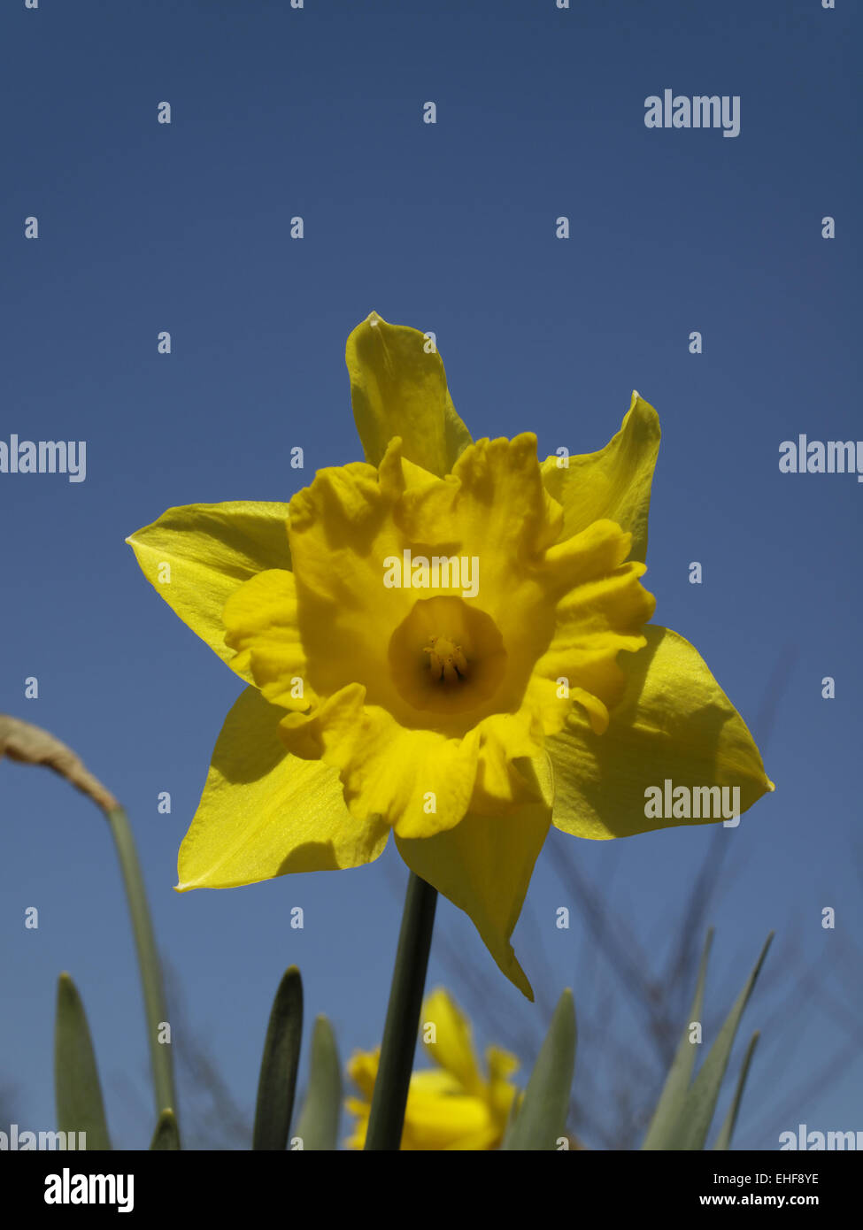 Narcissus hybrid, narcissus, daffodil Stock Photo