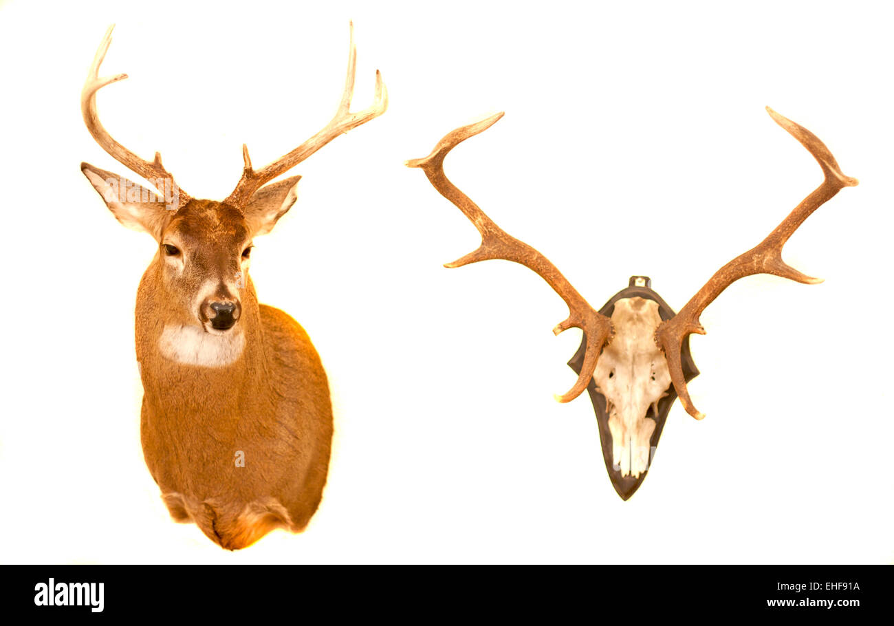 different antlers Stock Photo