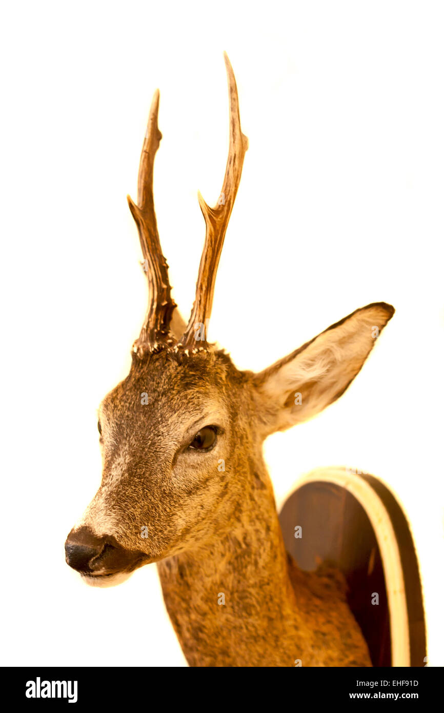 roe deer buck trophy Stock Photo - Alamy