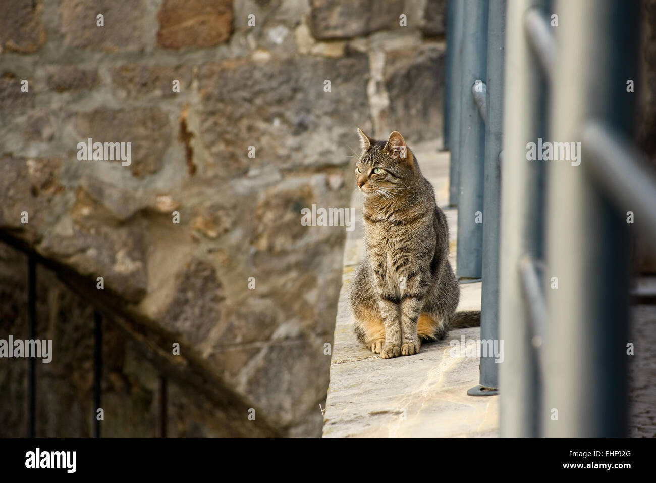 Image of Cute Cat Sits Near The Fishing Net With Broken Bridge At