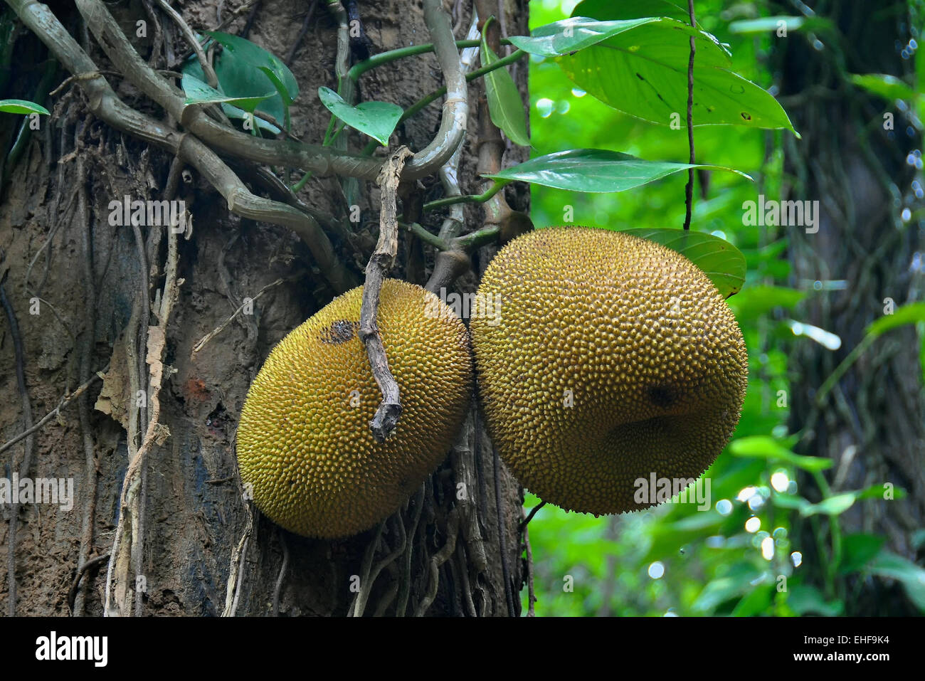 Jack Fruit in Ceylon Stock Photo