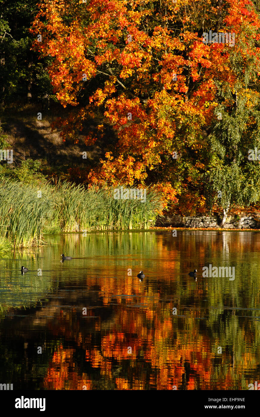 colors of autumn Stock Photo - Alamy