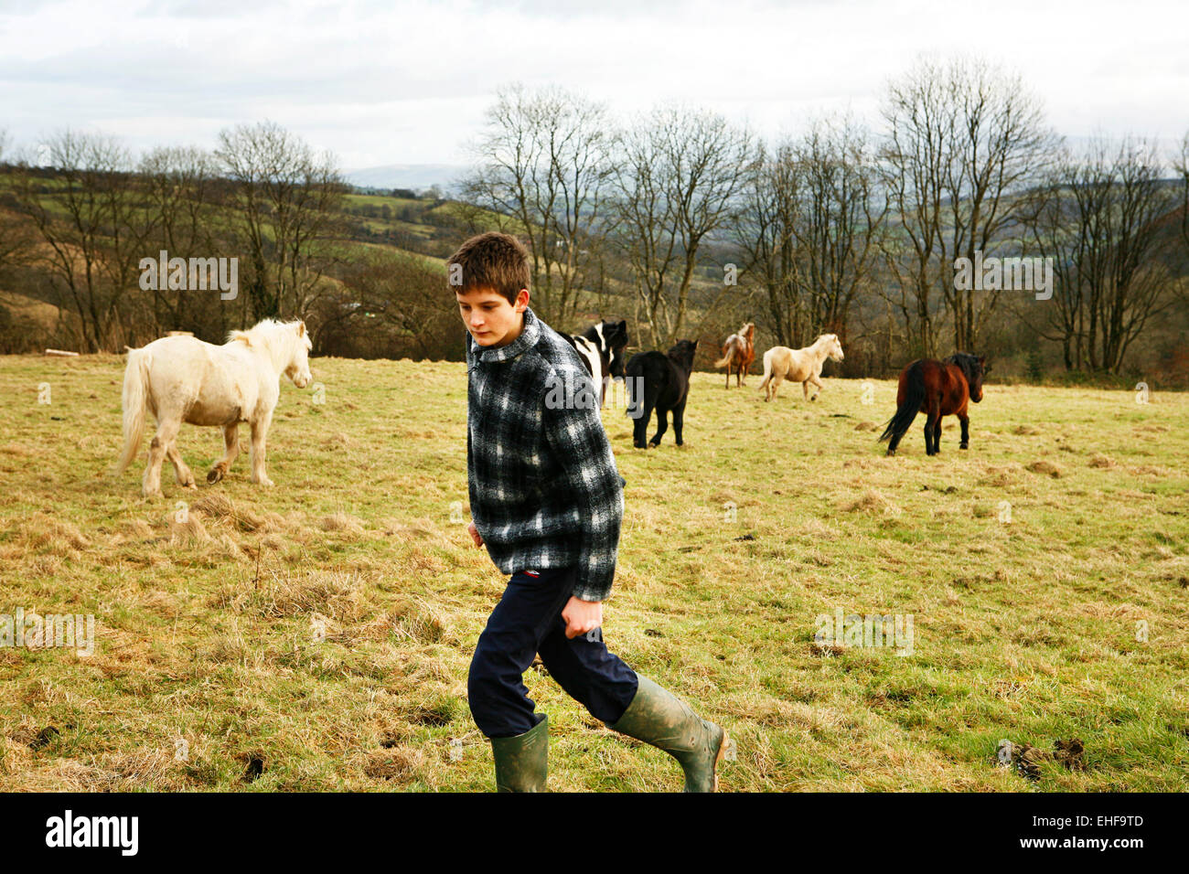 Young boy in a field of horses at Tipi Valley an eco community near Talley in Wales. Stock Photo