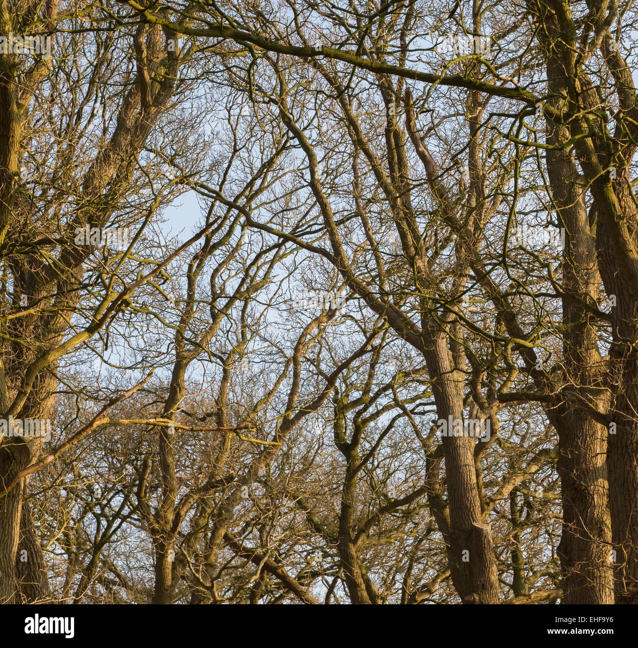 Branches of trees against the blue sky Stock Photo - Alamy