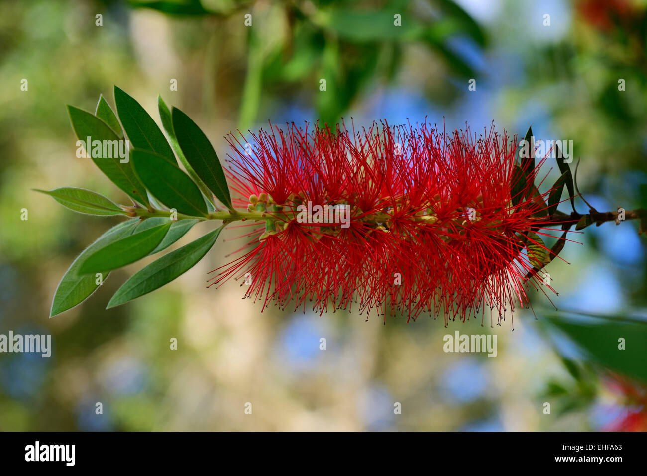 Kula Botanical Garden, Kula, Maui, Hawaii, USA Stock Photo - Alamy