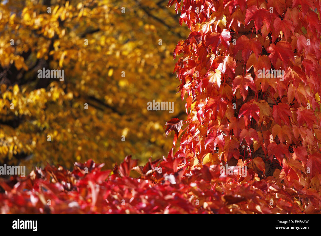 autumn Stock Photo