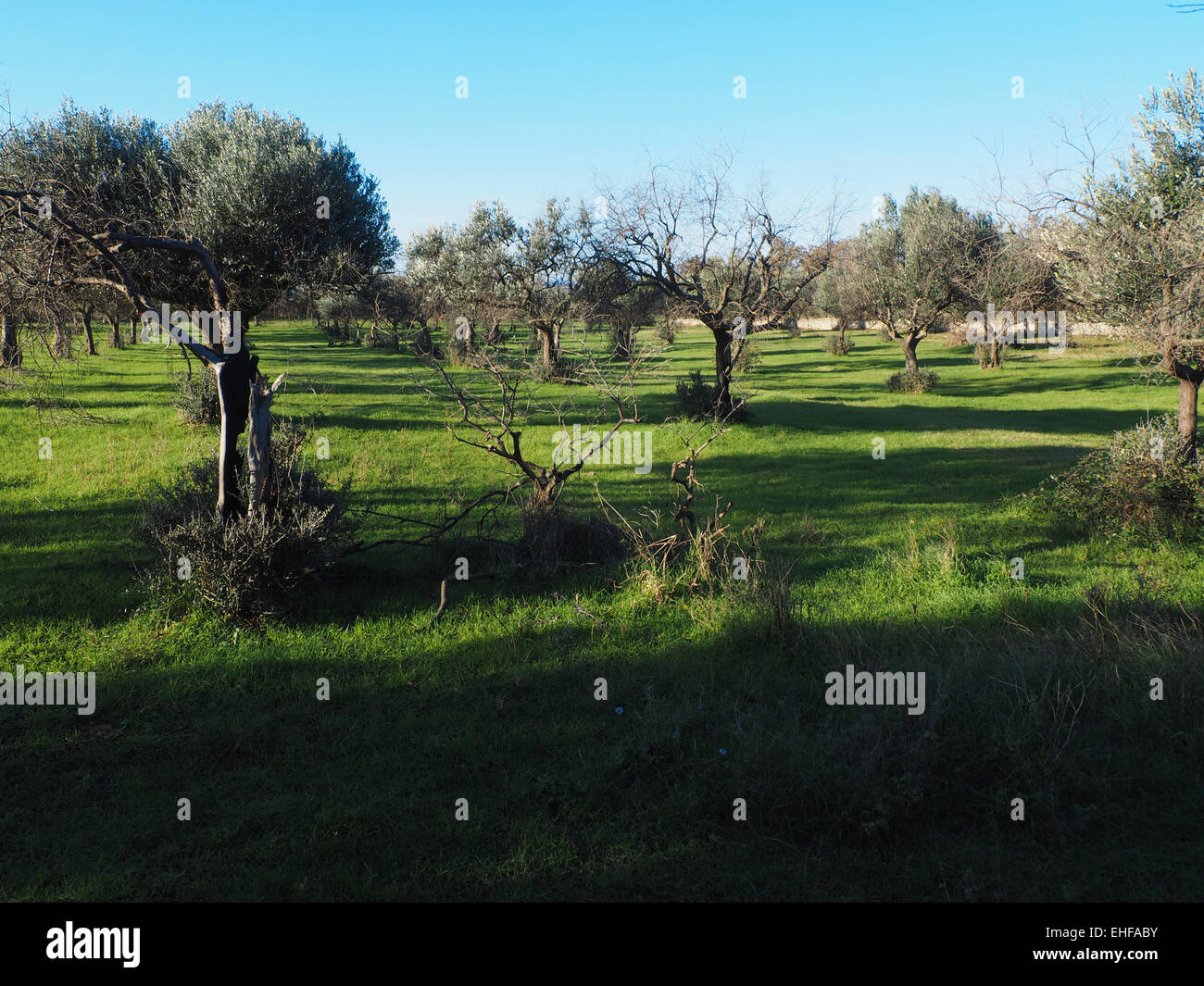 Olive trees under bright sunlight in the Istria,Croatia Stock Photo