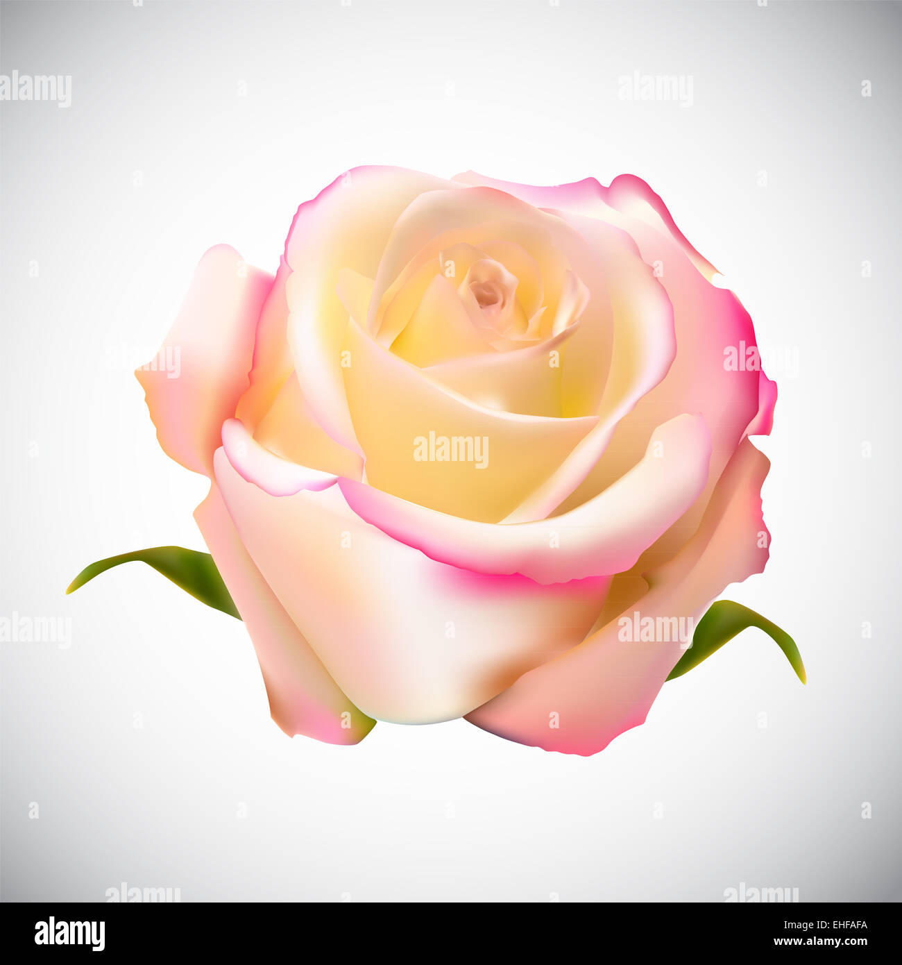 Realistic Rose High Quality Vector Illustration Stock Photo - Alamy
