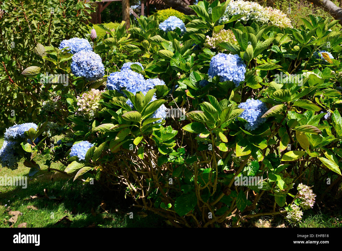 Plumbago plant in Kula Botanical Garden, Kula, Maui, Hawaii, USA Stock Photo