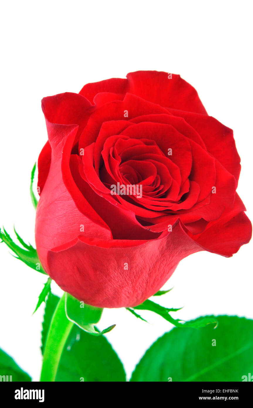 closeup of a beautiful red rose on a white background Stock Photo - Alamy