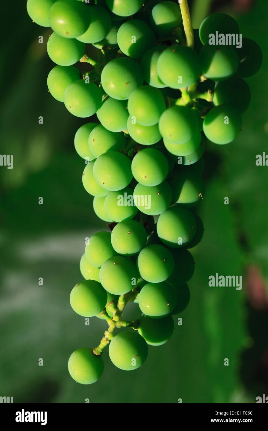 Grape cluster Stock Photo Alamy