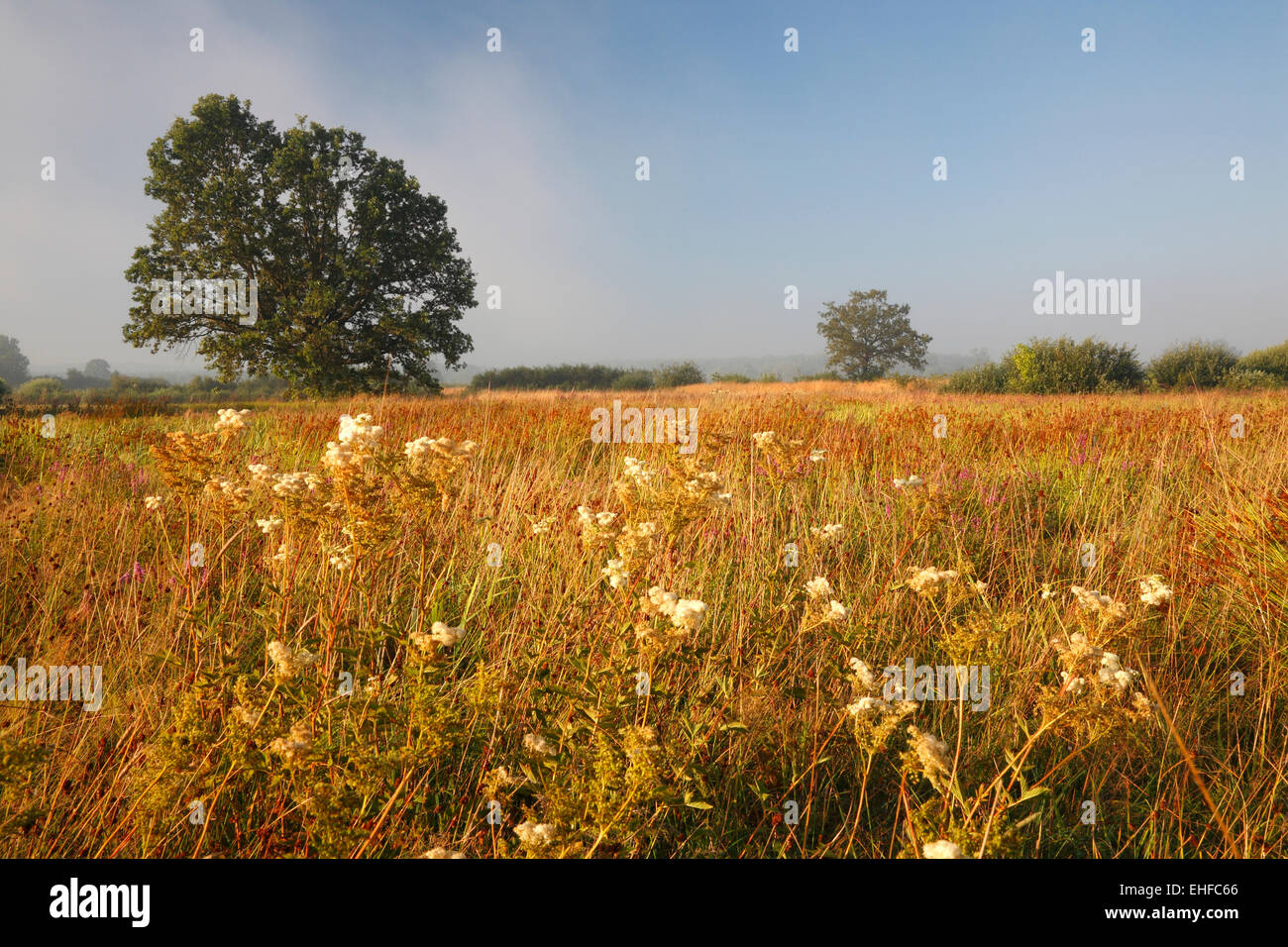 Nature landscape. Misty morning. Stock Photo