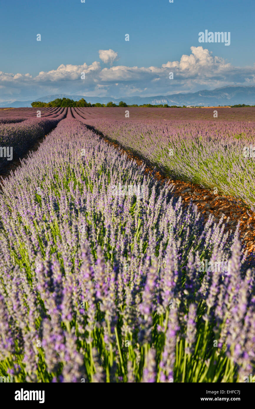 Lavender field in France, Provence Stock Photo - Alamy