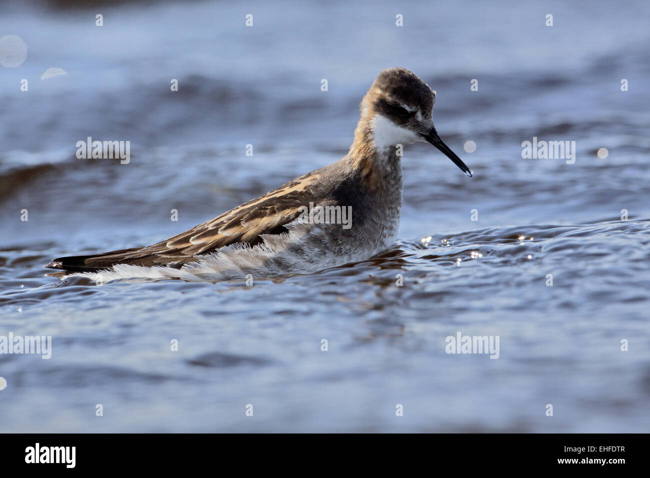 Red-necked Phalarope, Phalaropus lobatus Stock Photo