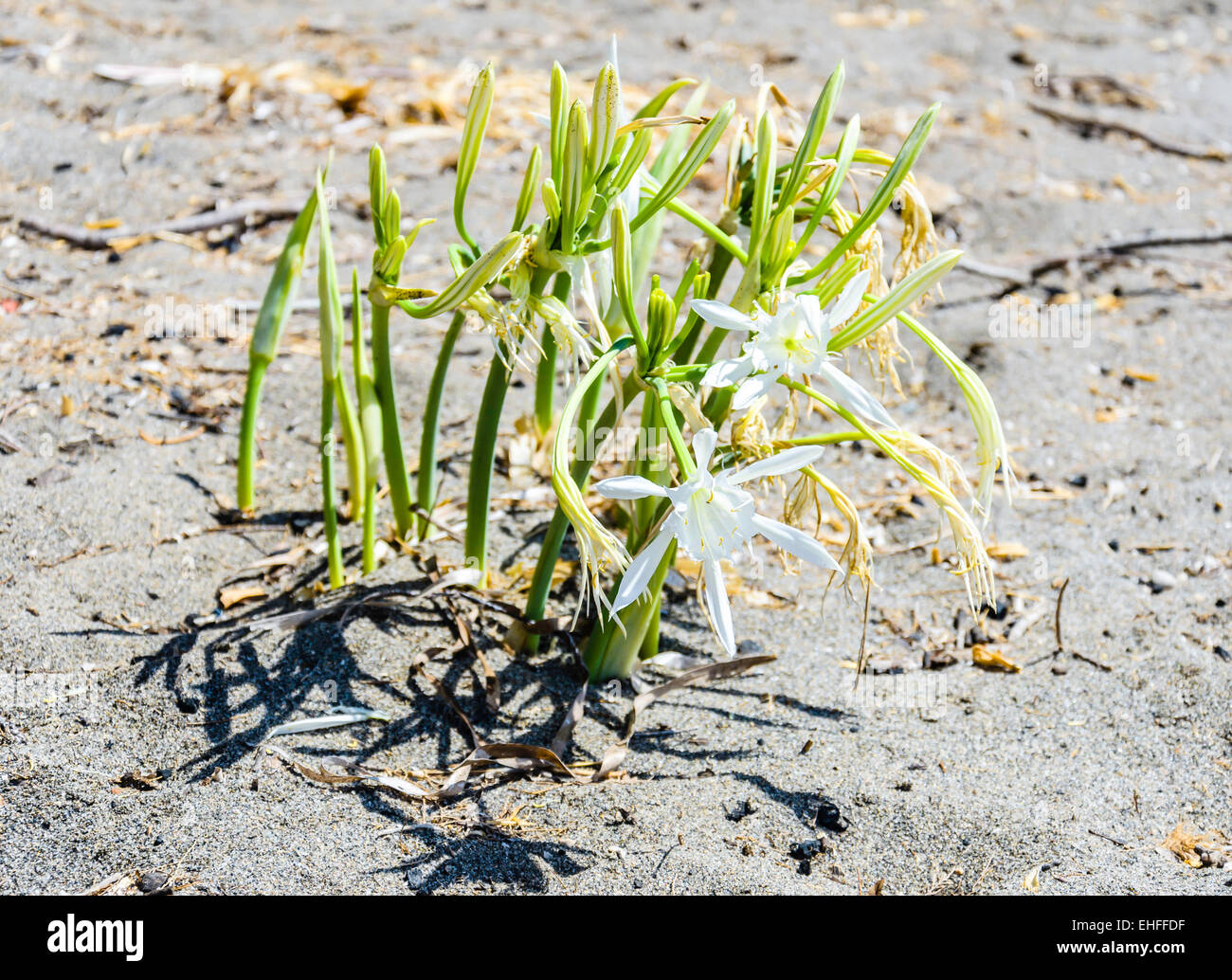 Pancratium maritimum or sea daffodil is a species of bulbous plant native to both sides of the Mediterranean region.  Image has Stock Photo