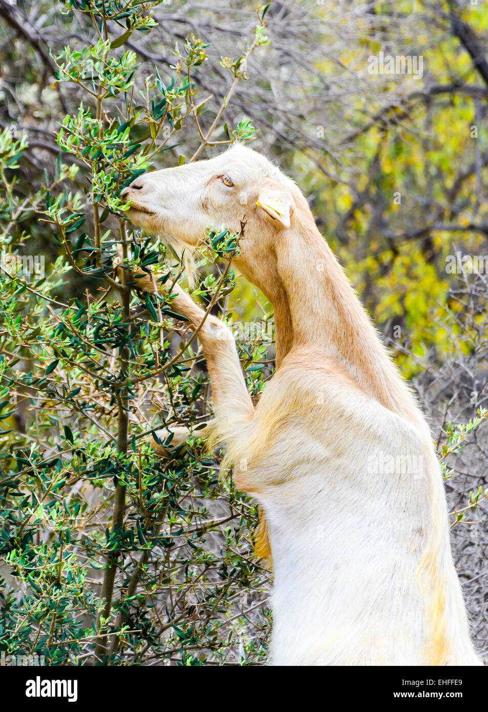 Goat eating leaf hires stock photography and images Alamy