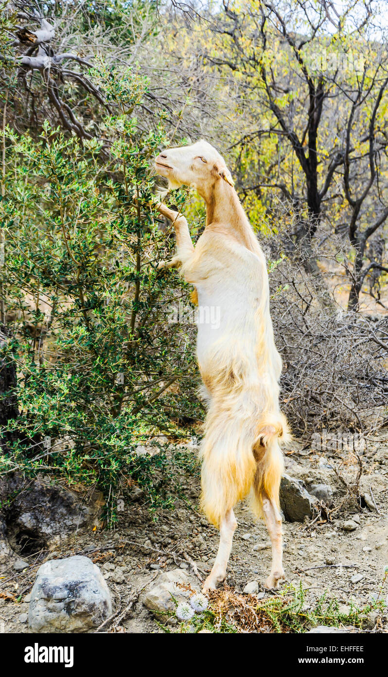 Goats on tree eating tree Stock Photo Alamy
