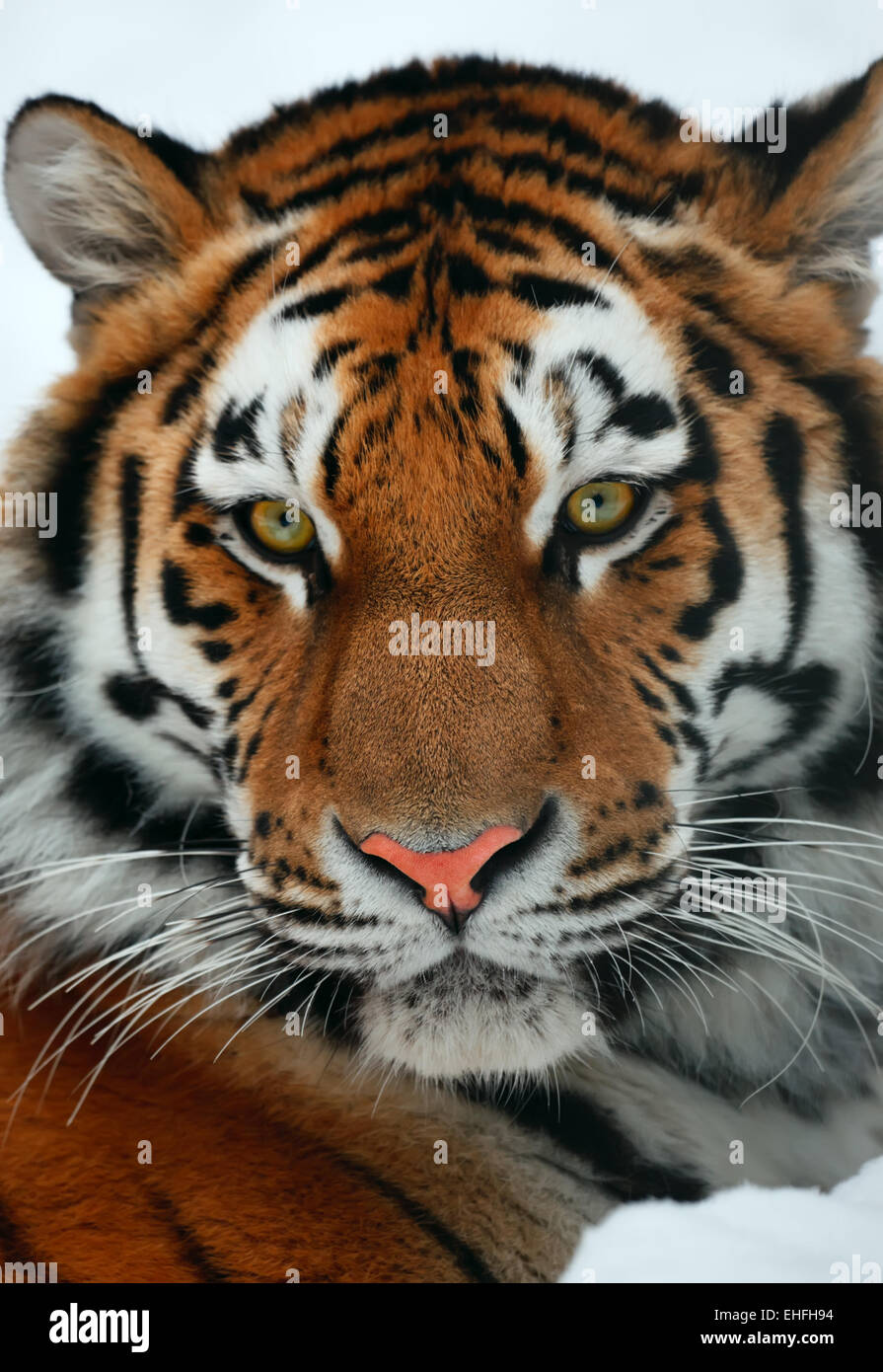 Tiger ear hires stock photography and images Alamy