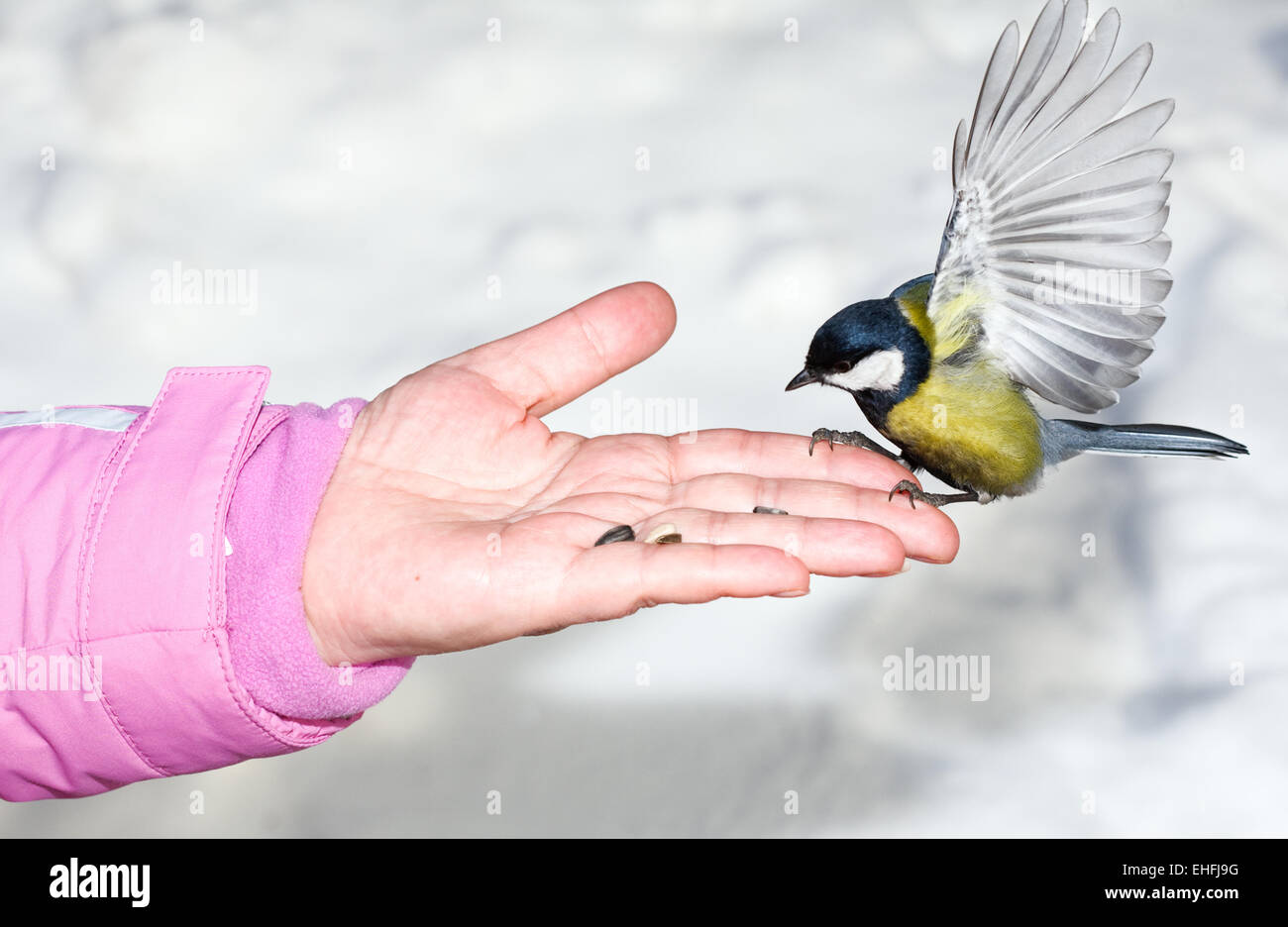 Titmouse. Stock Photo